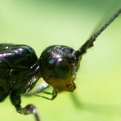 Réf. 344 460 : Atanycolus denigrator